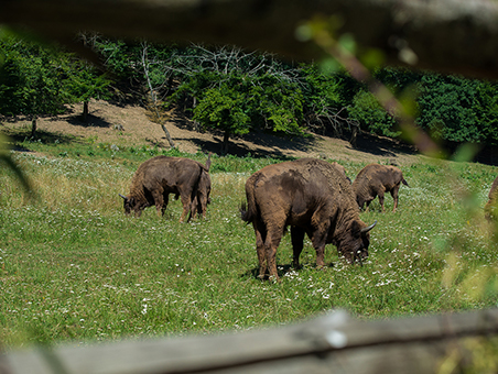 /assets/img/regiuni/Vest/proiecte/Rezervatia de Zimbri.jpg